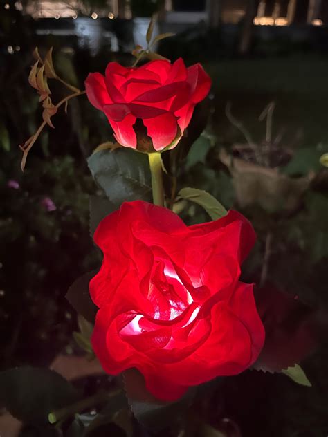 Solar Rose garden spike – Nairobi Lights