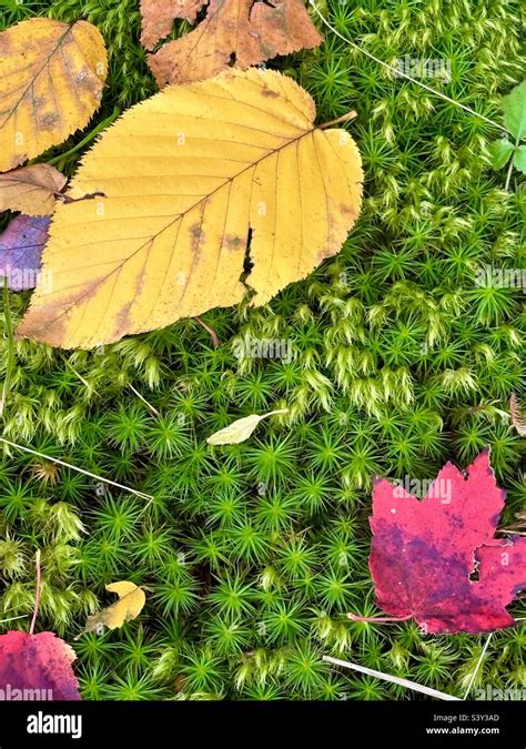 Autumn Leaves On Moss Stock Photo Alamy