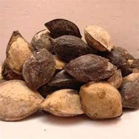 RM seeds Terminalia Catappa. Seeds - Ketapang Or Sea Almondseeds at Rs 300/kilogram in Chennai