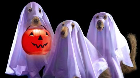 Halloween Dogs Wallpapers - Wallpaper Cave