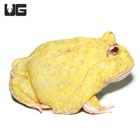 Pikachu Pacman Frogs for sale - Underground Reptiles