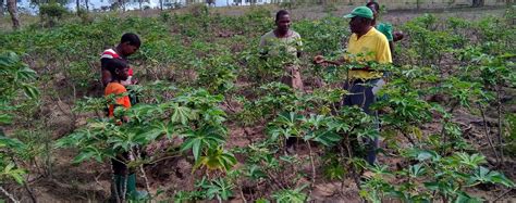 planting season  boost cassava yields