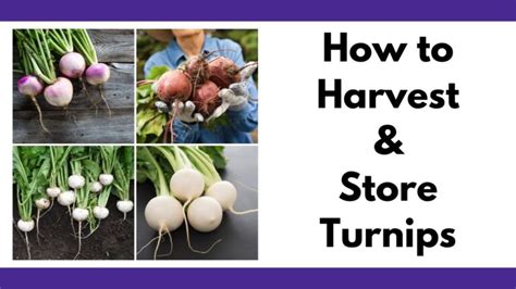 How To Harvest And Store Turnips Quick And Easy To Grow Veggies For