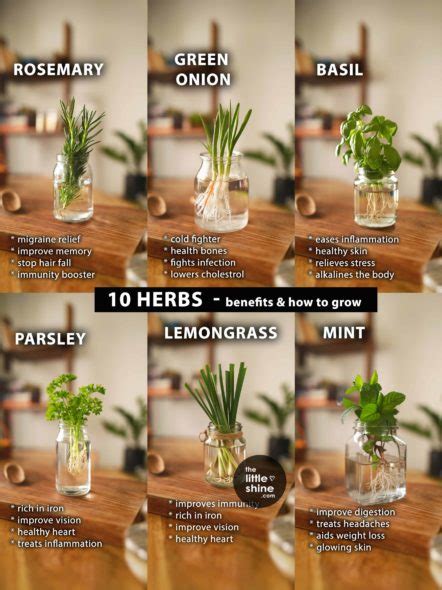 10 Herbs with Health and Beauty Benefits - The Little Shine