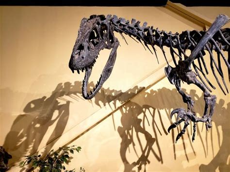 MUSEUM WESTERN COLORADO DINOSAUR JOURNEY - Updated September 2024 - 110 Photos & 48 Reviews ...