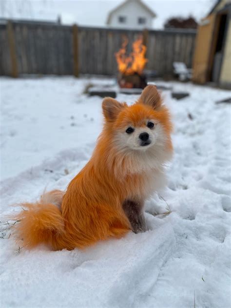 Pomeranian dyed like fox – Artofit