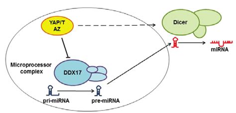 Regulation Of Microrna Synthesis By The Yes Associated Protein