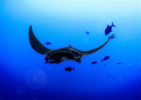 How to find a nursery for a baby manta ray – oceanbites