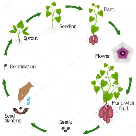 Ciclo De Vida De La Planta De Batata Sobre Un Fondo Blanco 2022