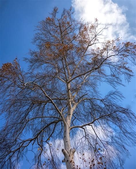 Árbol Sucursales Cielo Foto gratis en Pixabay Pixabay