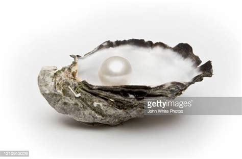 117 Pearl Inside Oyster Shell Stock Photos High Res Pictures And