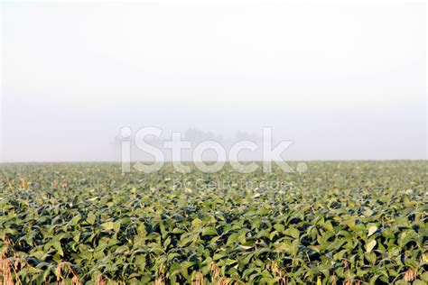 Soybean Crop Stock Photo | Royalty-Free | FreeImages