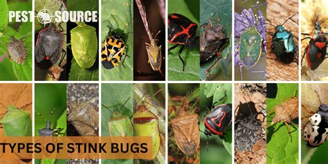 Different Types Of Stink Bugs Pest Source