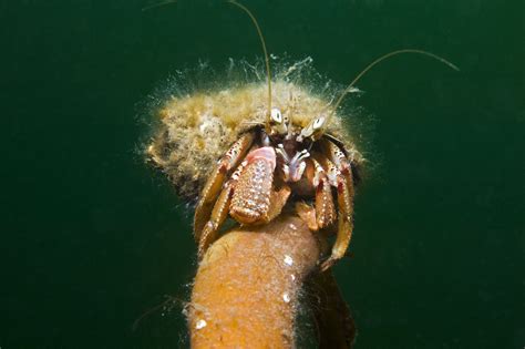 Fun Facts About Hermit Crabs