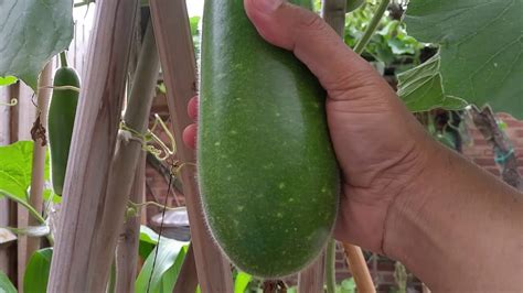 Bangla Lau Kodu Growing In Our Garden London Bangladeshi Favourite