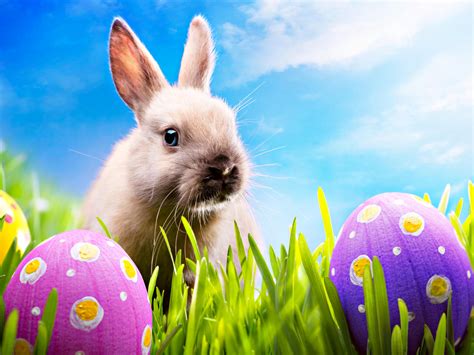 Happy Easter - Happy Easter All My Fans Wallpaper (30389589) - Fanpop