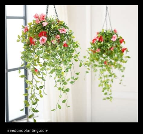 A Cheerful Addition To Any Home Morning Glories In Hanging Baskets