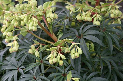 Great Plant Pick Helleborus Foetidus Stinking Hellebore