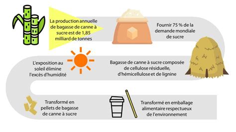 Quest Ce Que La Bagasse 6 Avantages De La Bagasse Pour L Emballage