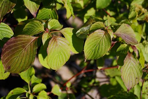 Alternate-leaved Dogwood - Ontario Native Plant Nursery | Container