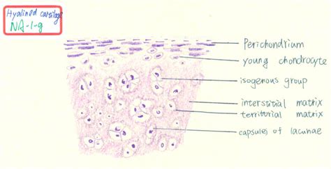 Perichondrium Histology