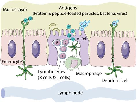 Illustration Of Oral Vaccination Achieved By Transcellular Pathway