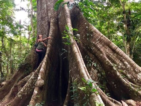 Parque Nacional Do Ja Aventuras E Mist Rios Pela Amaz Nia Turismo