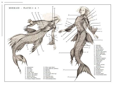 Anatomy Of A Mermaid Mermaid Anatomy A