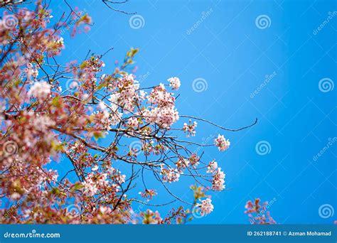 Cherry Blossoms at Night in Busan, South Korea. Stock Image - Image of ...