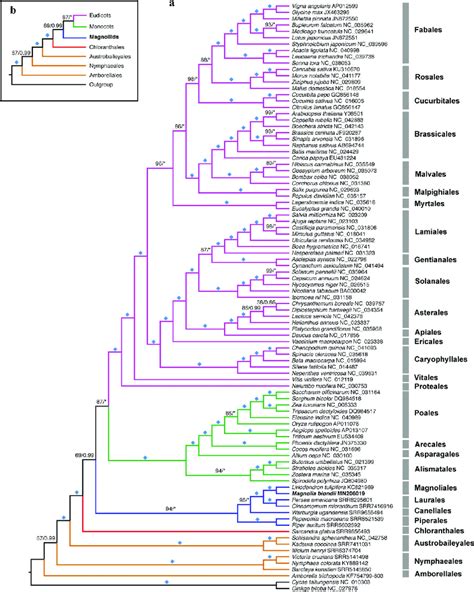 Phylogenetic Tree Inferred From The Concatenated Nucleotide Dataset