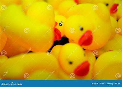 A Pile Of Rubber Ducks Yellow And Black Stock Image Image Of Bird Waterbird 263678743