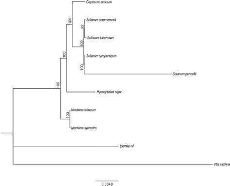 Phylogenetic Tree Of Solanaceae Species Phylogram Of The Best