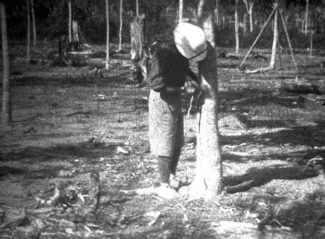 A Rubber Tapper Tapping A Rubber Tree At Plantation