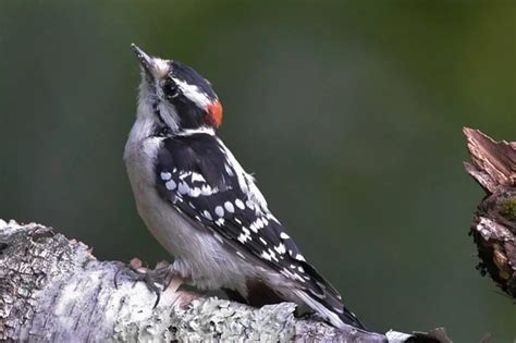 10 Birds That Look Like Downy Woodpeckers