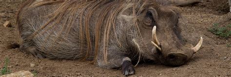 Warthog San Diego Zoo Wildlife Explorers