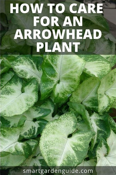 How To Care For An Arrowhead Plant Syngonium Podophyllum This Really Helpful Article Will