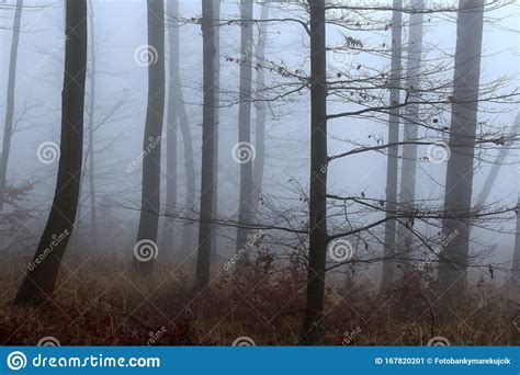 Winter Forest No Snow Foggy Background Leftover Leaves On Branches