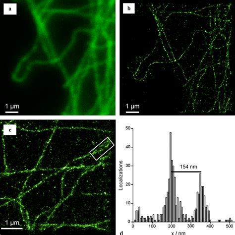 A Conventional Immuno Fluorescence Images Of Microtubules In Cos