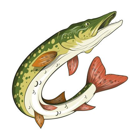 Vector Of Pike Image Northern Pike ID 162535367 Royalty Free