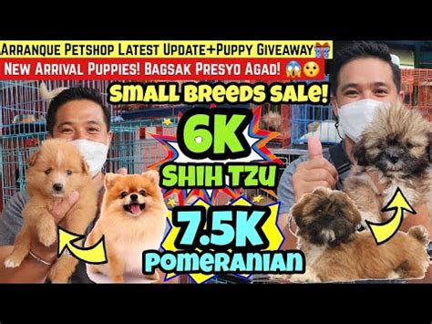 Arranque Petshop Latest Update New Arrival Puppies Bagsak Presyo Agad