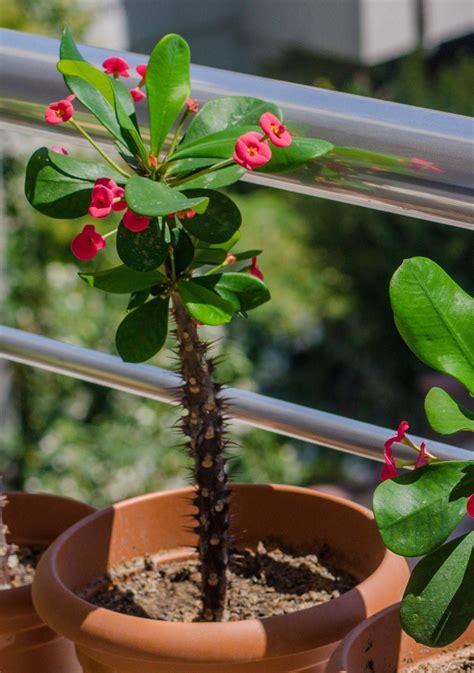 Plantas Suculentas Fotos Y Nombres Para Identificar Las Variedades