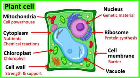 Mitochondria In Plant Cell