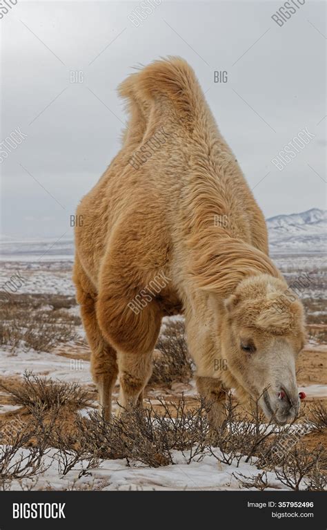 Bactrain Camels Snow Image And Photo Free Trial Bigstock