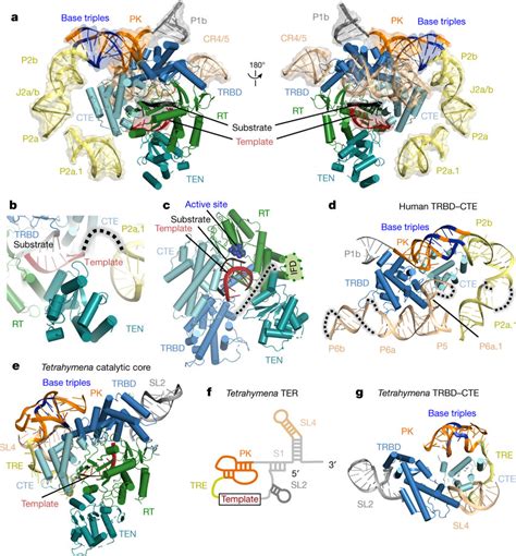 Structure Of The Catalytic Core A Front Left And Back Right Views