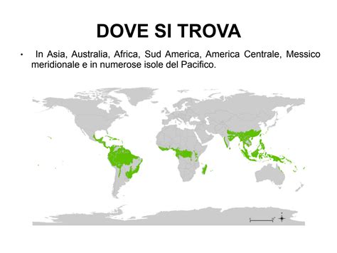 SOLUTION: Bioma foresta pluviale tropicale - Studypool