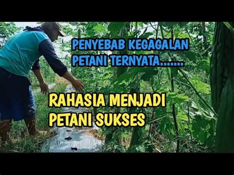 Penyebab Kegagalan Petani Dan Rahasia Menjadi Petani Sukses Youtube