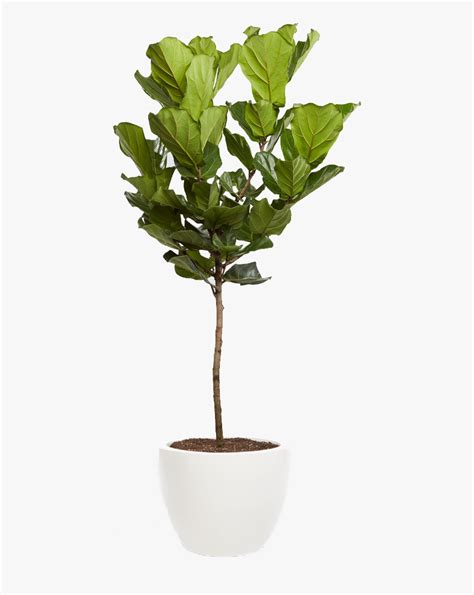 Fiddle Leaf Fig Tree Png Transparent Png Transparent Png Image Pngitem