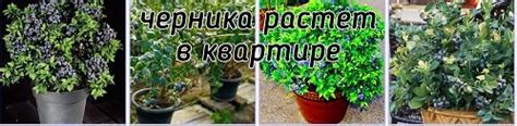 Лесная черника, запросто растет на подоконнике. Сначала не поверил ...