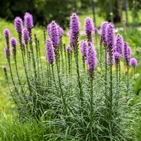 Pollinator Friendly Rosy Purple Liatris Bulbs For Sale Spicata