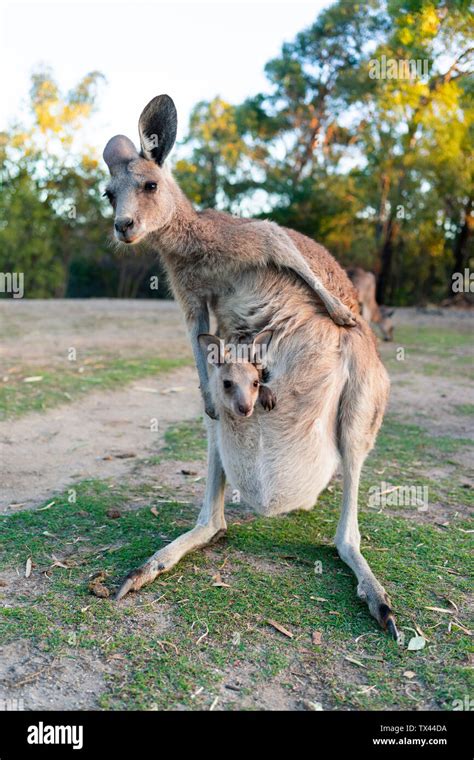 Kangaroo joey pouch hi-res stock photography and images - Alamy